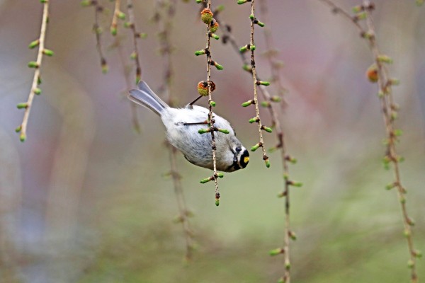 Hanging Out by Deb Oppermann